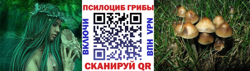 Купить где  Заринск  Галлюциногенные грибы Psilocybine cubensis 